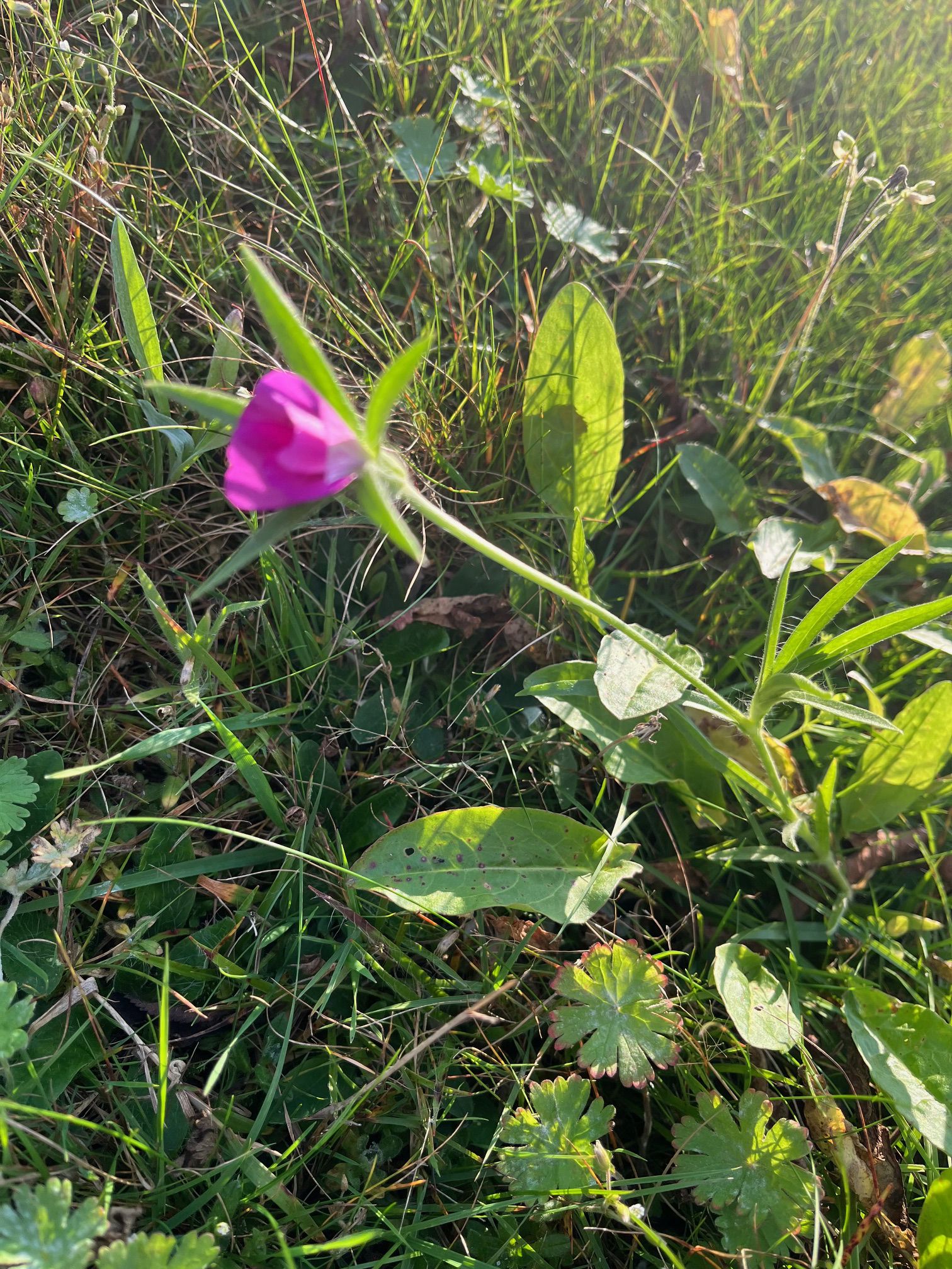 kornrade, 10.10.2025