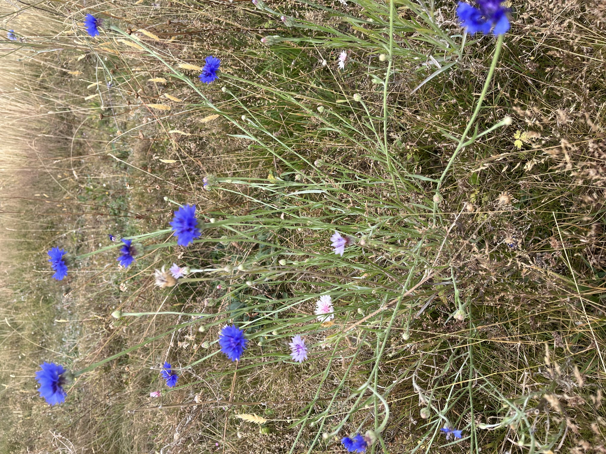 kornblume, juli 2026