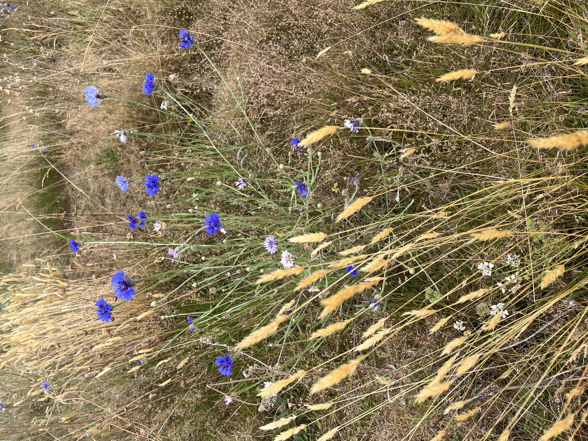 kornblume und gras, juli 2026